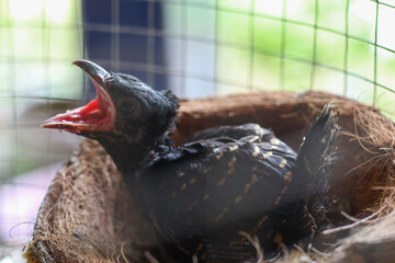 Cuckoo's baby in a cage under the house
