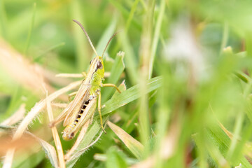 Common Green Grasshopper