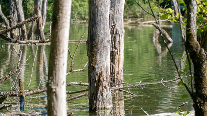 tree trunks in the pond