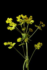 Leafy Spurge (Euphorbia virgata). Inflorescence Closeup