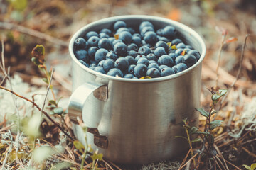 Fototapeta na wymiar Mug full of blueberries gathered in swamp.