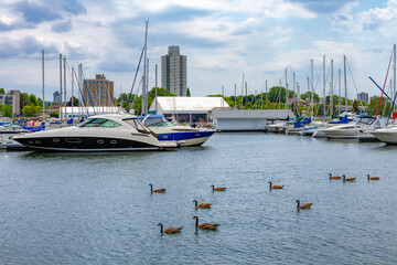 Fototapeta na wymiar Canada Goose swimming at the Hamilton harbour front park, Ontario Canada