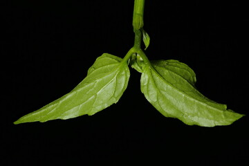 Gallant Soldier (Galinsoga parviflora). Leaves Closeup