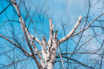 The sawn top of white birch against the blue sky.