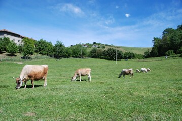 Cows grazing