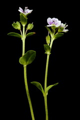 Thyme-Leaved Speedwell (Veronica serpyllifolia). Habit
