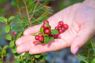 Female hand holds handful of ripe lingonberries in the forest.