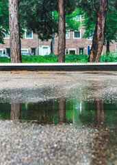 Three pine trees at the edge of a parking lot and their reflection in a rain puddle