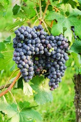 Bunch of Nebbiolo Grapes