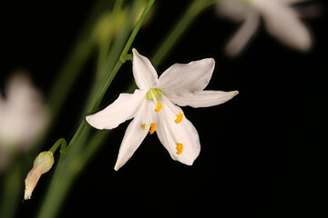 Naklejka na ściany i meble Branched St. Bernard's-Lily (Anthericum ramosum). Flower Closeup