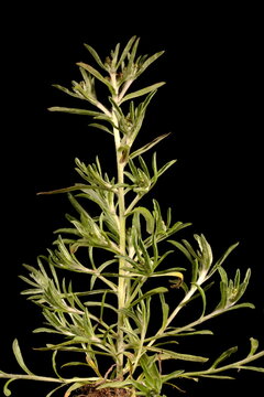 Marsh Cudweed (Gnaphalium uliginosum). Habit