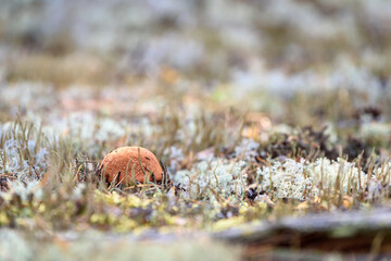 Edible mushroom boletus with red hat grows on white moss on an autumn day in the forest.