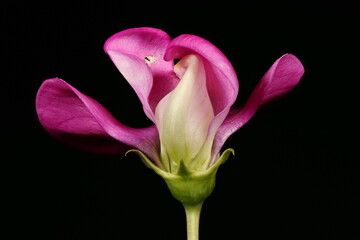 Broad-Leaved Everlasting Pea (Lathyrus latifolius). Flower Closeup