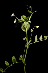 Garden Pea (Pisum sativum). Habit - obrazy, fototapety, plakaty