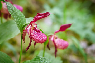 Close-up of exotic wild forest orchids.  Plant slipper Cypripedium macranthos lady