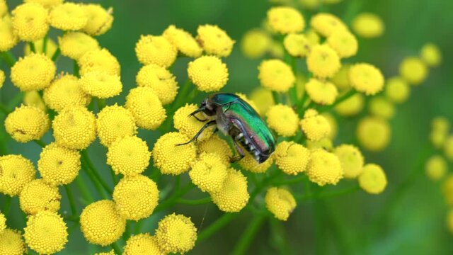 big beetle on a yellow flower