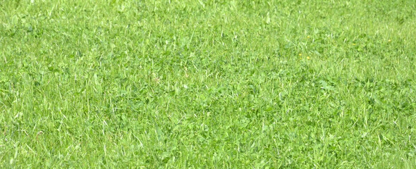 Green lawn, perspective, background of a green meadow.