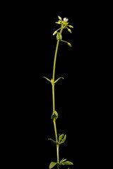 Fototapeta na wymiar Common Mouse-Ear (Cerastium fontanum). Habit