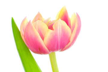 Purple-yellow tulip on white background