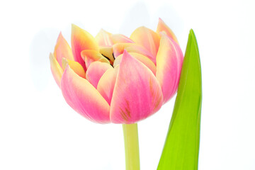 Purple-yellow tulip on white background