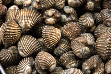 closed shells for eating on ice