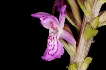 Fototapeta na wymiar Early Marsh Orchid (Dactylorhiza incarnata). Flower Closeup