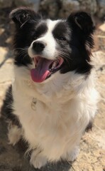 Border Collie Dog