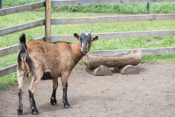 Horned goat in the aviary of the zoo.
