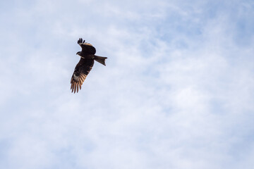 High flying falcon in the sky looking for food.