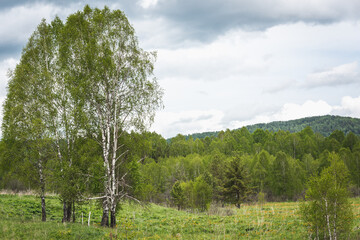 Lonely white birch growing on the mountain.