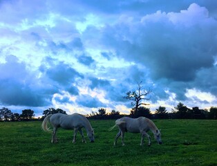 Fototapeta premium White Horses Just Before Dawn