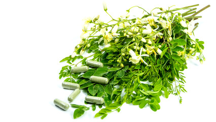 Moringa. Herbs used to treat diseases.