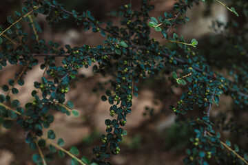 close up of a tree in the garden