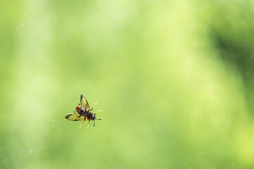 An annoying fly with large wings sits on glass window with green background.