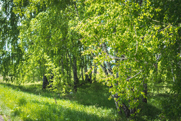 White birch growing in green grove.