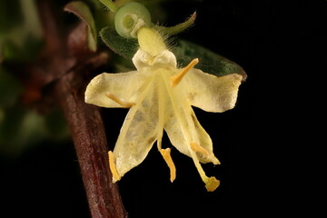 Fototapeta na wymiar Blue Honeysuckle (Lonicera caerulea). Flower Closeup