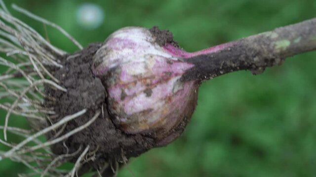 Fresh harvested garlic with soil still on roots. Healthy and organic homegrown produce