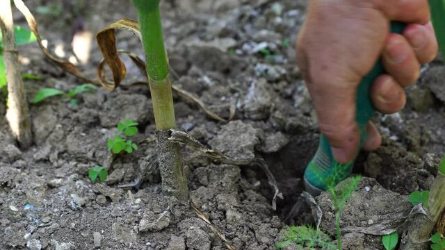 Digging out ripe garlic from soil. Fresh and organic  homegrown produce.
