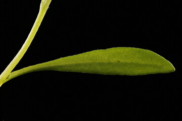 Sweet Alison (Lobularia maritima). Leaf Closeup