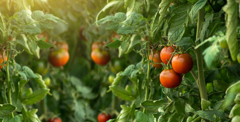Greenhouse with tomatoes. Organic farm