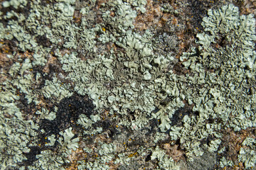 background with green lichen on the bark of a tree in a forest
