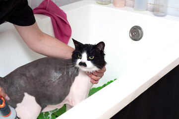A woman washes a displeased cat under a shower in a beauty salon for animals. Dissatisfied and angry cat washes