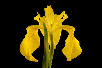 Yellow Iris (Iris pseudacorus). Flower Closeup