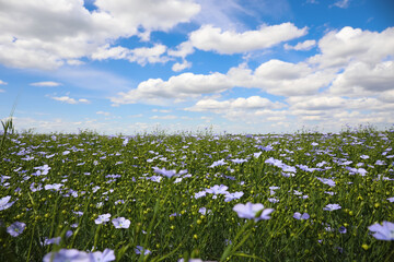 Beautiful view of blooming flax field on summer day