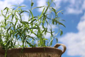 Estragon im Jutesack im Garten