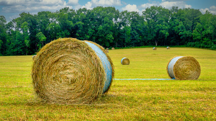 Hay bales on a green meadow