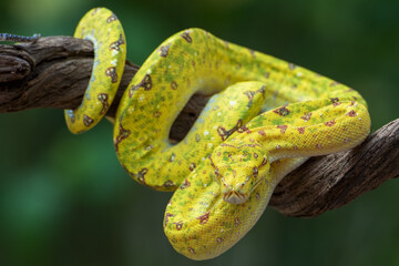 Juvenille green tree phyton on tree branch
