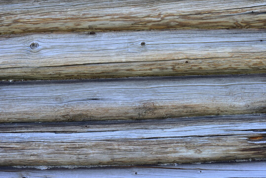 Log wall of a pine-tree house with small gaps insulated with moss
