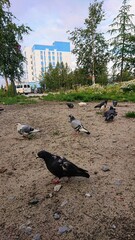 pigeons in the park 