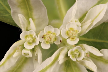 White-Margined Spurge (Euphorbia marginata). Inflorescence Detail Closeup